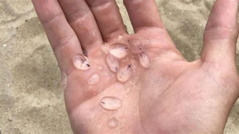 bug metal war houses in the ocean|The Tiny Clear Blobs Washing Up On Beaches Are Even Weirder .